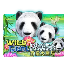 Wild Giant Panda - TROPICANA77